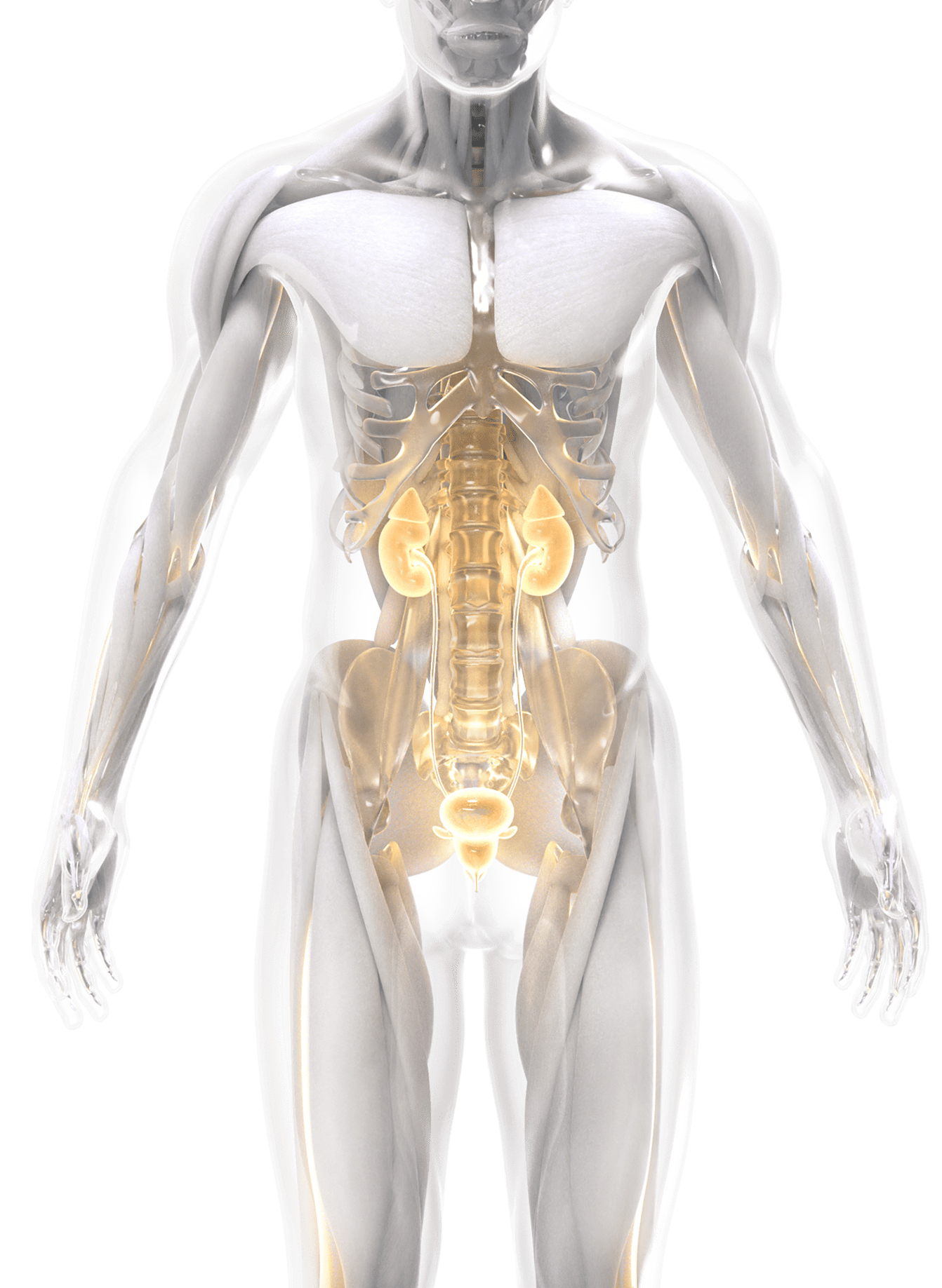 인체 3D 일러스트레이션